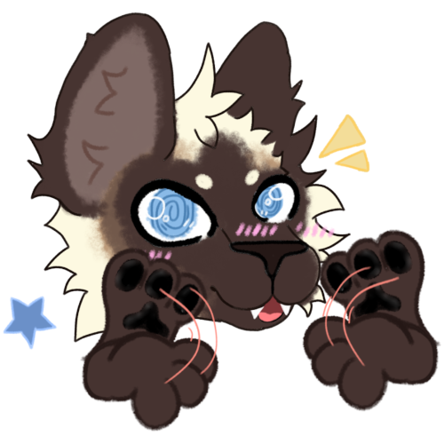  The face of a chocolate point Siamese cat, they are flapping their paws up and down with red lines accentuating the motion, they look happy and are blushing with a star and yellow lines by them.